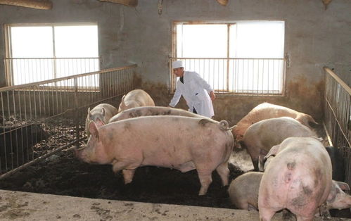猪价跌破12元警戒线，三类养殖户面临严峻考验
