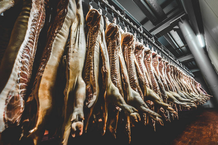 从屠体到餐桌 现代猪肉屠宰厂的加工之旅