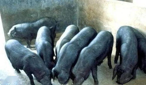 6月猪价飙升之后，7、8月还能大涨吗？结果恐有变化